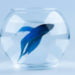 What is Implantation Bleeding and When Does It Occur?